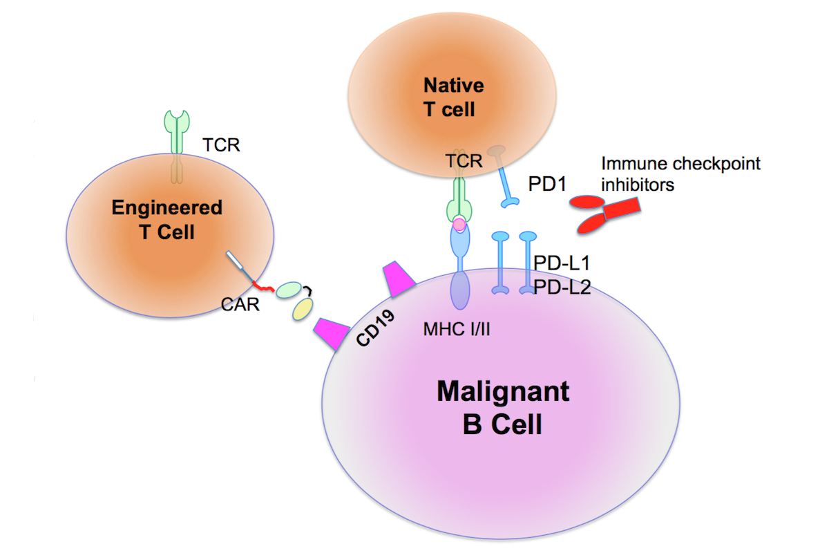Diagram showing a combination treatment strategy using native T cells and engineered T-cells to attack a malignant B cell. All three are ovals, with receptors on the surface of the two T cells engaging with receptors on the surface of the B cell.