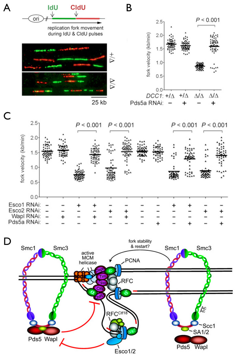 Cohesion establishment exerts feedback control on replication fork dynamics.  A-B, Analysis of nascent replication tracts in control and DCC1-/- (RFC-Ctf18 deficient) human cells.  C, The cohesin acetyltransferases Esco1 and Esco2 promote replication fork progression by counteracting the 'anti-establishment' factors Wapl and Pds5a.  D, model (see Terret et al., Nature (2009) and Sherwood et al., Genes Dev. (2010)).