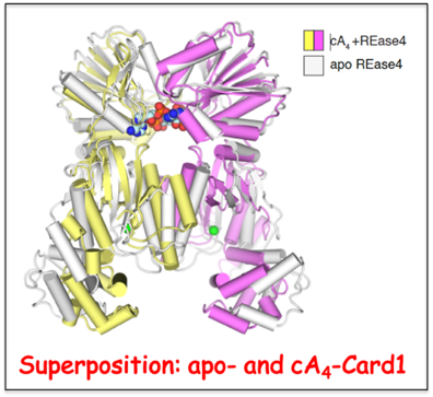 cA4-Mediated activation of Card1 accessory nuclease activity