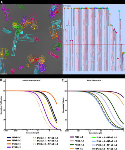 Proliferation and Migration profiles of drug-treated aRMS tumor cells (RH30)