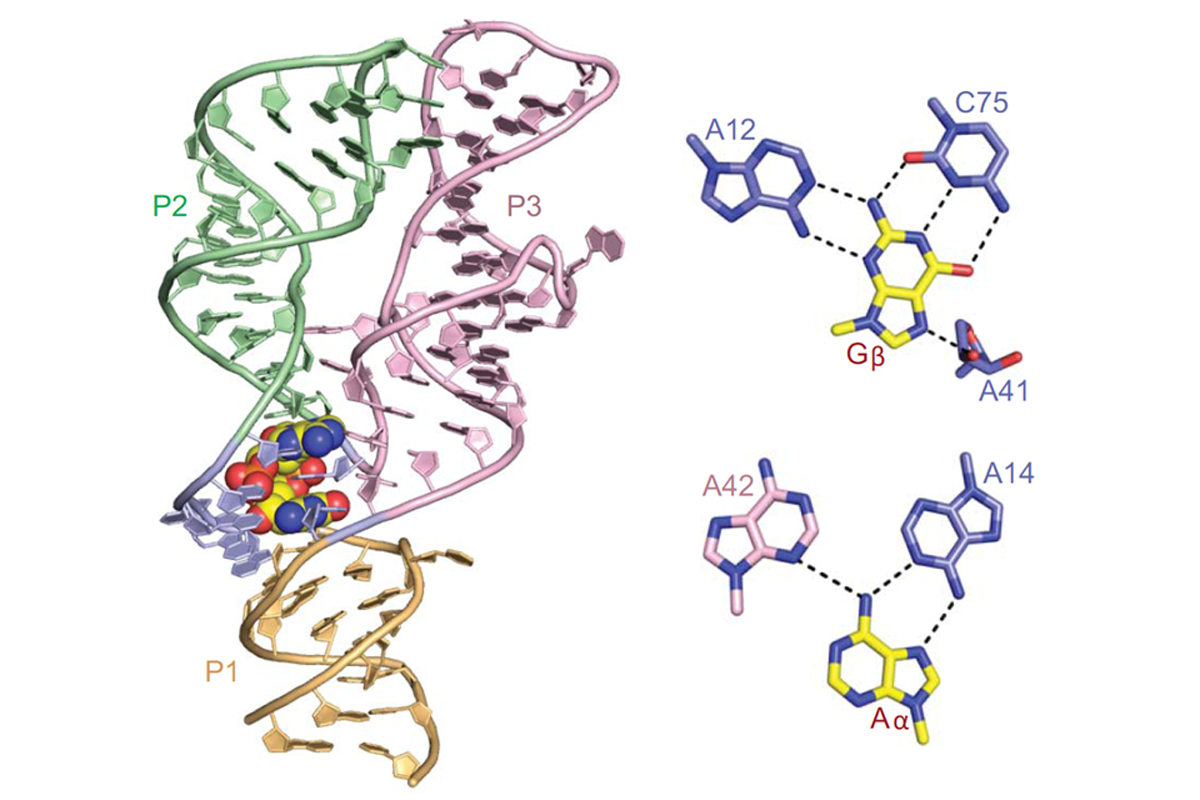 Structural Basis for Molecular Discrimination by a 3’,3’-cGAMP Sensing Riboswitch