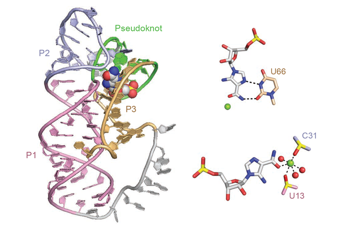 Global RNA Fold and Molecular Recognition for a pfI Riboswitch Bound to ZMP, a Master Regulator of One Carbon Metabolism