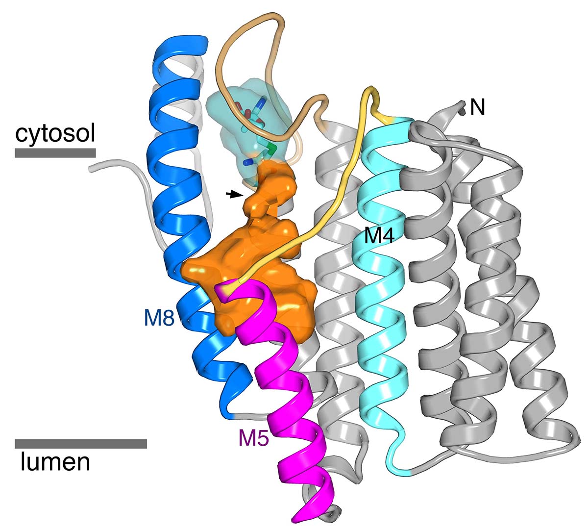 High-resolution structure of ICMT.