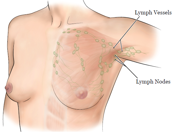 الشكل 1. الجهاز اللمفي في الثدي والإبط