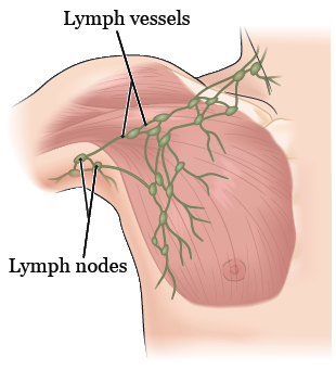 Figura 1. El sistema linfático en la mama y axila