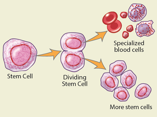 图 1. 您的干细胞会分裂并转变为您体内其他不同类型的血细胞。