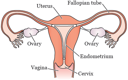 Figure 1. Female reproductive system