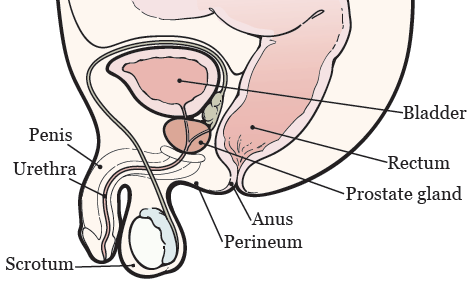 Figure 1. Your prostate and nearby organs