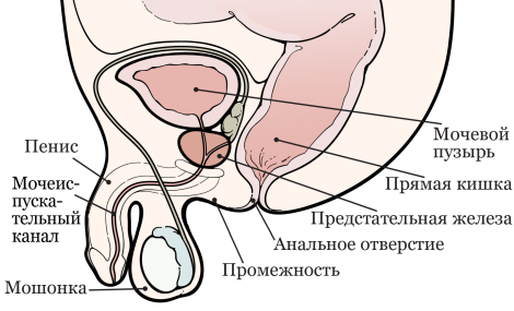 Рисунок 1.  Предстательная железа и соседние органы