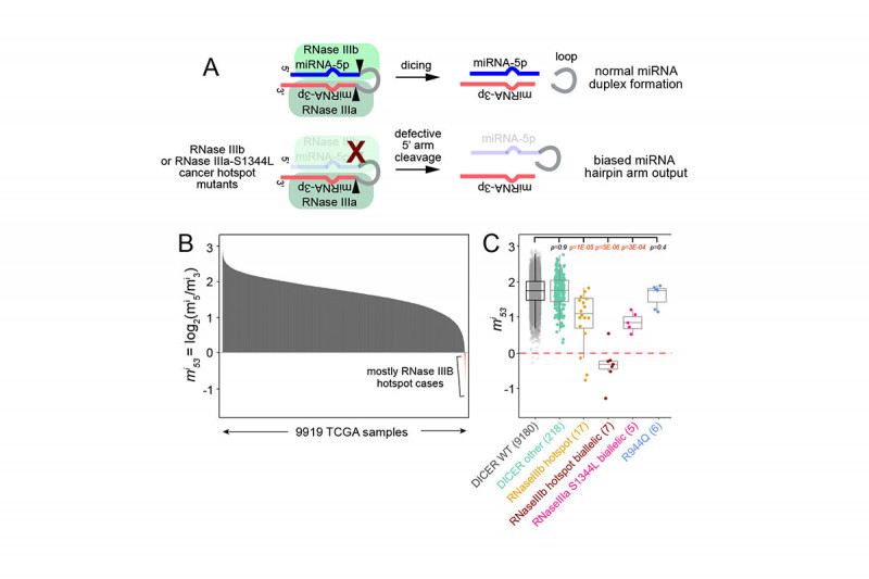Molecular genetic analysis of cancer hotspot mutations in core microRNA machinery.