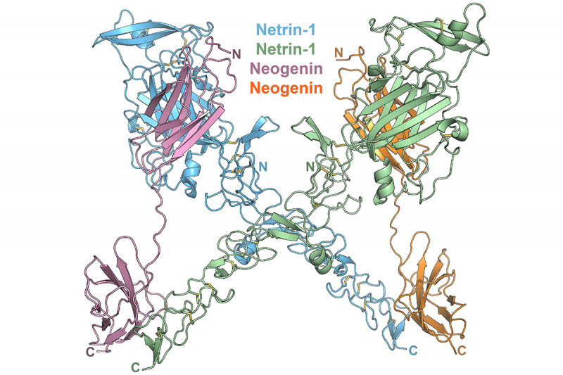 Structure of the Netrin-1/Neogenin complex