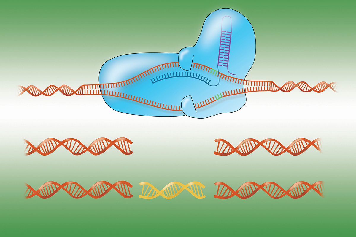 An illustration the CRISPR-Cas9 genome-cutting system