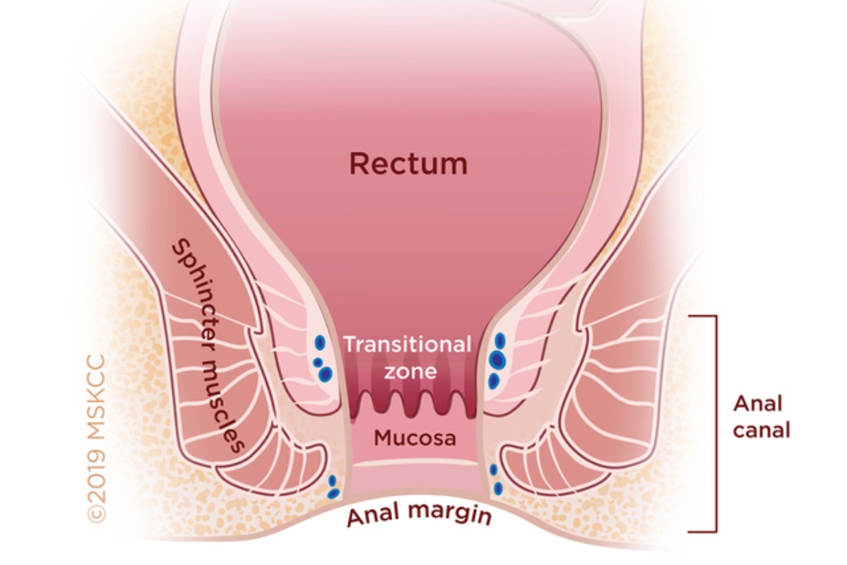 anal canal diagram