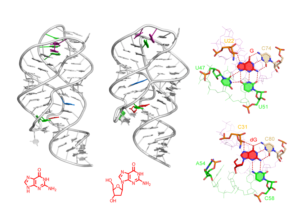 Structural Principles of Nucleoside Selectivity in a 2’-Deoxyguanosine Riboswitch