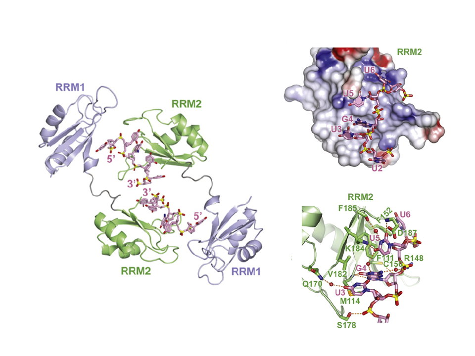 RNA Recognition by the Alternate-Splicing Regulator CUG Binding Protein 1