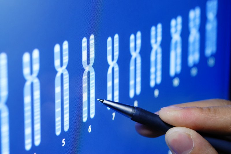A scientist looks at illustrations of chromosomes.
