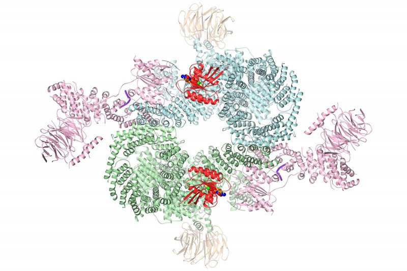 cryo-EM picture of mTORC1