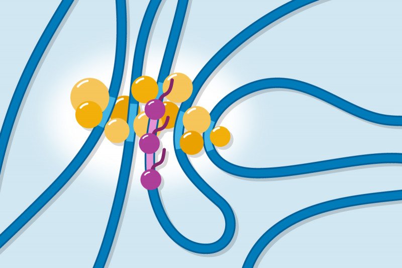 Regulatory proteins (gold balls) bind to enhancer regions (light blue) and promoter regions (pink) of DNA to form clusters that enable transcription (purple).