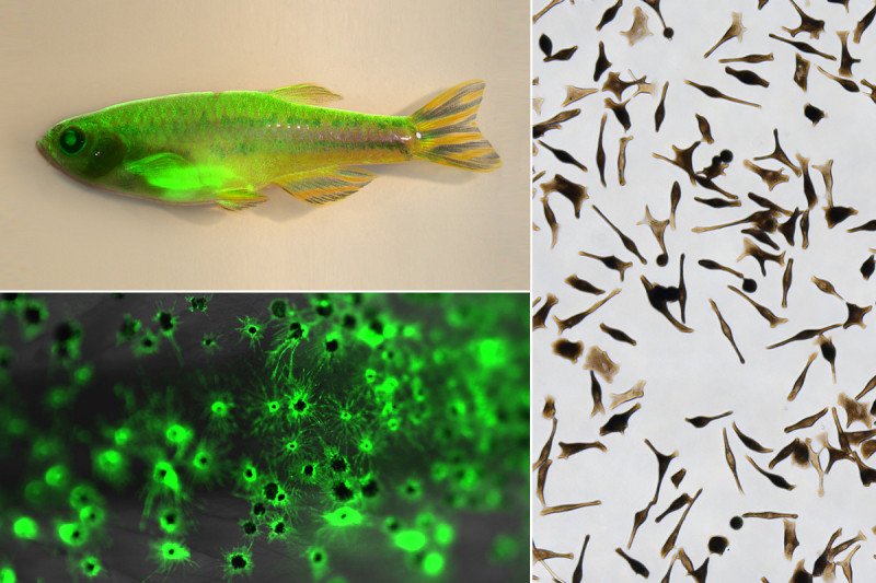 A collage of photos showing a zebrafish with GFP-labeled melanocytes, magnified GFP-labeled melanocytes, and hPSC-derived melanocytes growing in a dish.