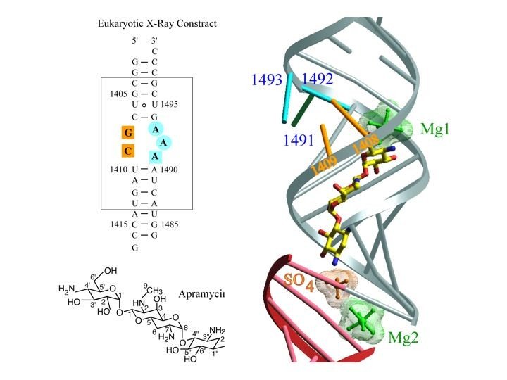 Apramycin-Eukaryotic RNA Decoding Site Complex