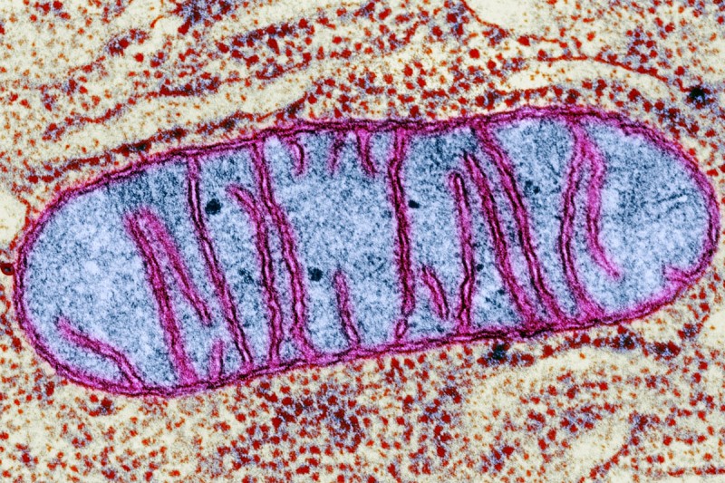 Pictured: A cell structure called mitochondrion imaged by transmission electron microscopy. Within mitochondria, sugars and fats are oxidized to produce energy needed for diverse cell functions.